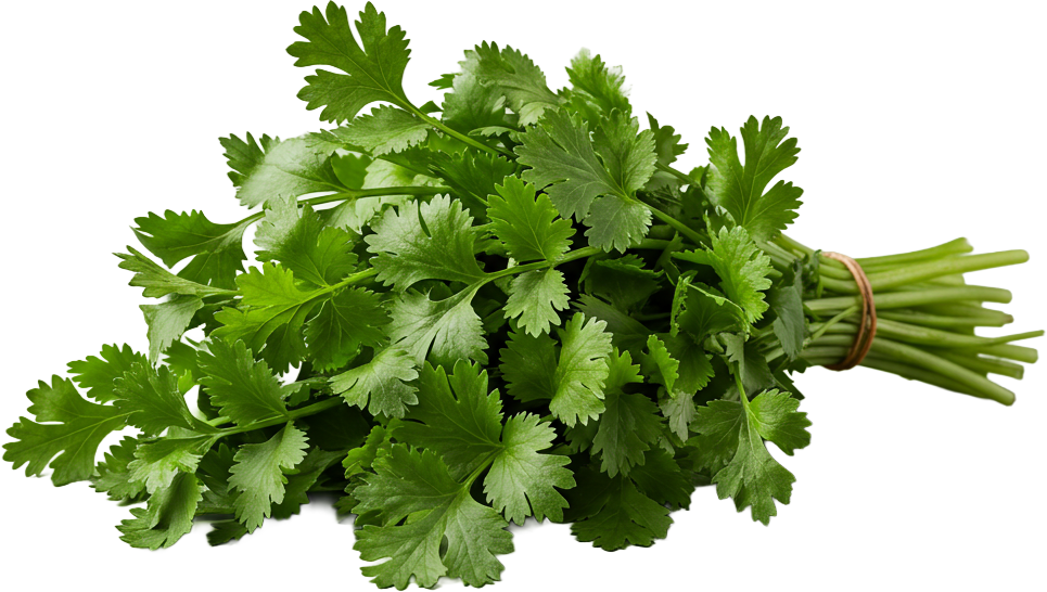 Cilantro